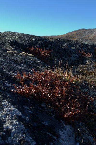 2013-09-21-1455_-_2013-09-20_qussuk_vegetation