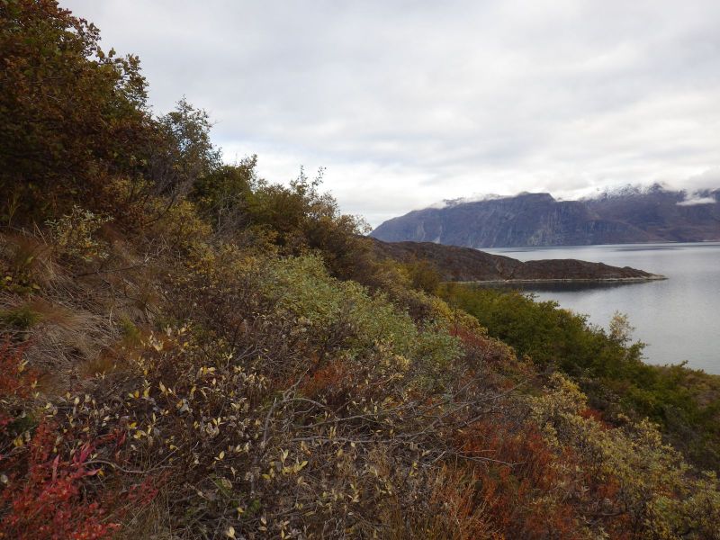 2013-09-28-1742_-_gode_1_vegetation