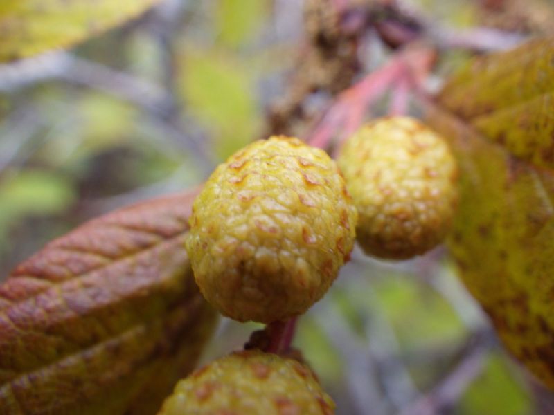 2013-09-28-1744_-_gode_1_vegetation