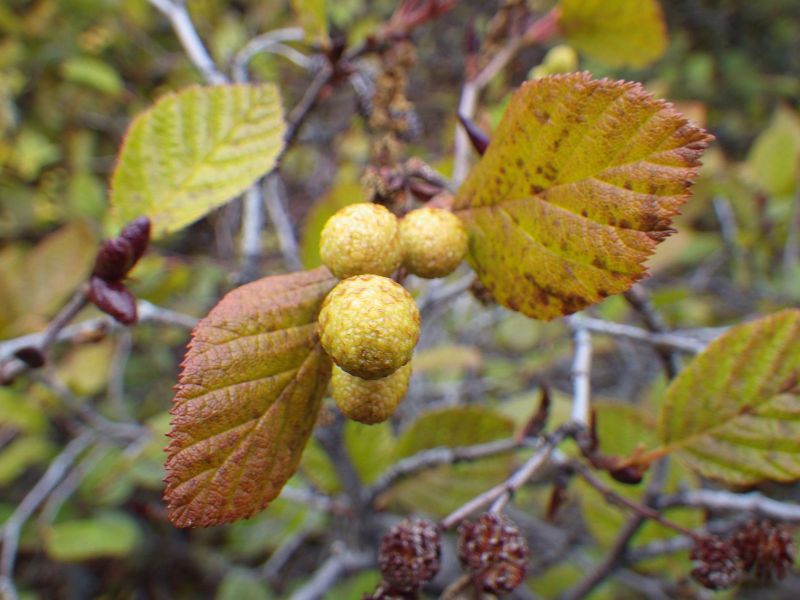 2013-09-28-1744_-_gode_1_vegetation_2_2_