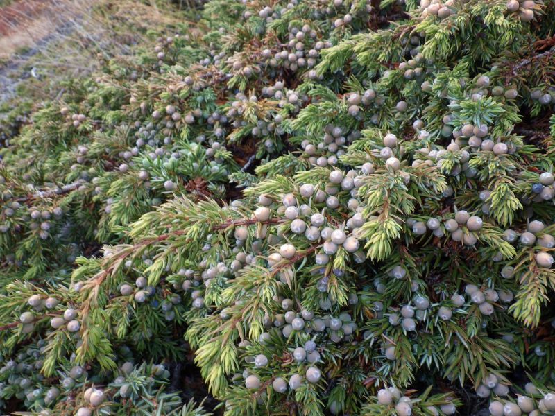 2013-09-28-1748_-_enebaer_gode_1_vegetation