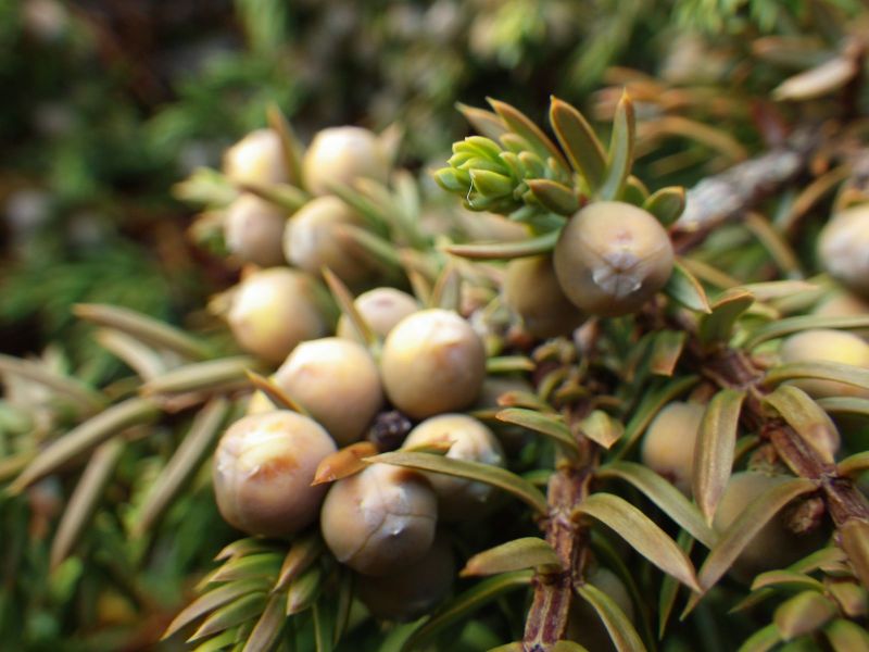 2013-09-28-1748_-_enebaer_gode_1_vegetation_2_2_