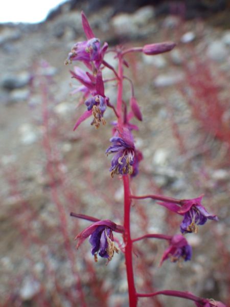 2013-09-28-1943_-_vegetation