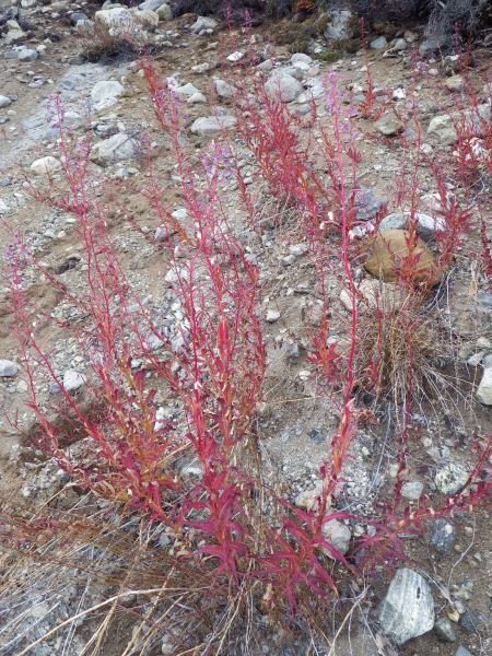 2013-09-28-1943_-_vegetation_4_2_