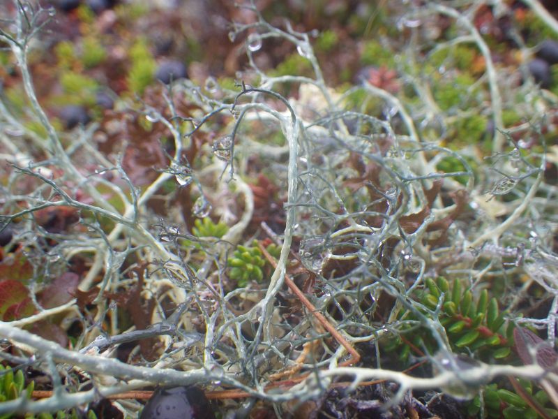 2013-09-05-1506_-_vegetation