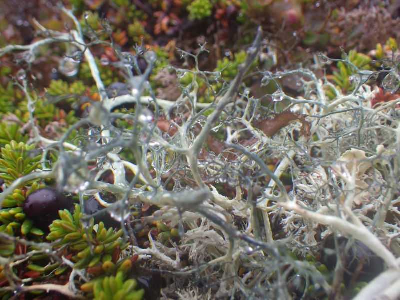 2013-09-05-1506_-_vegetation_2