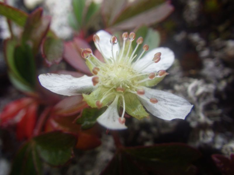 2013-09-05-1510_-_blomst_vegetation