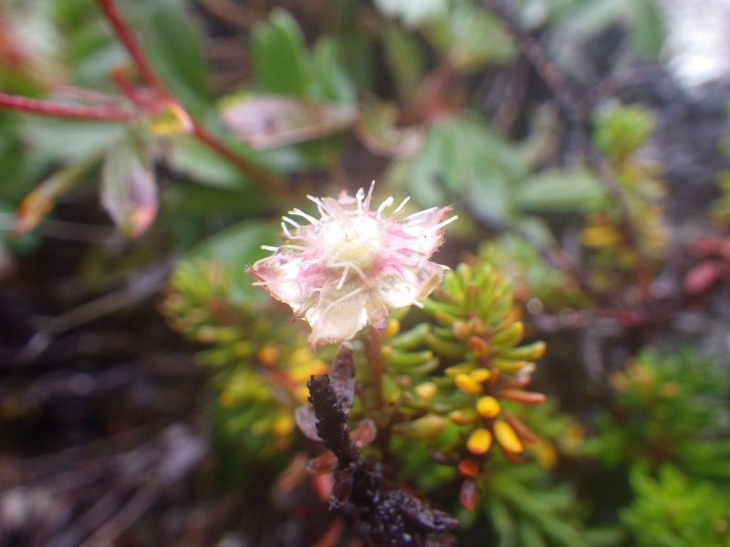 2013-09-05-1510_-_vegetation