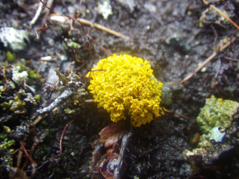 2013-09-05-1512_-_rav_vegetation