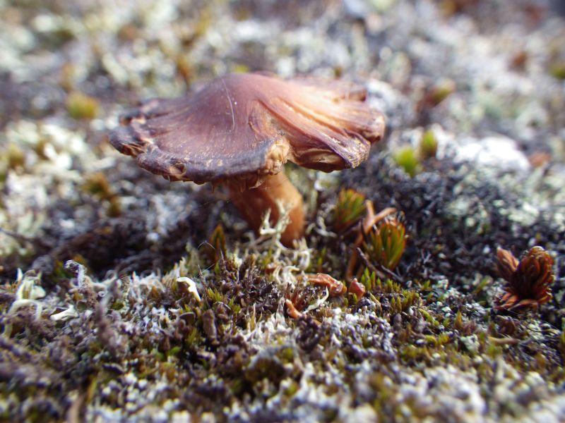 2013-10-05-1737_-_gode_1_svamp_vegetation