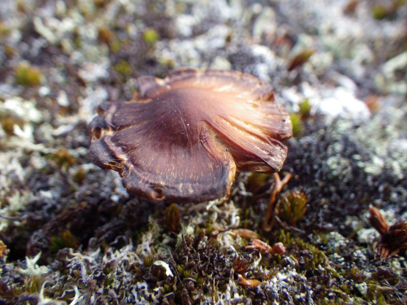 2013-10-05-1737_-_gode_1_svamp_vegetation_2