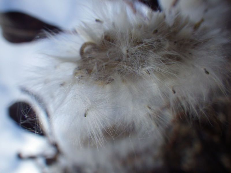 2013-10-05-1818_-_gode_1_vegetation