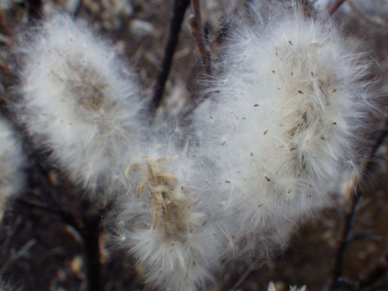 2013-10-05-1818_-_gode_1_vegetation_2