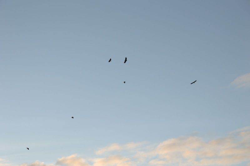 2013-10-06-0848_-_gode_1_oern