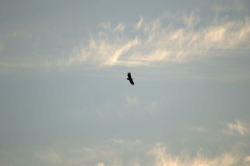 2013-10-06-0849_-_gode_1_oern