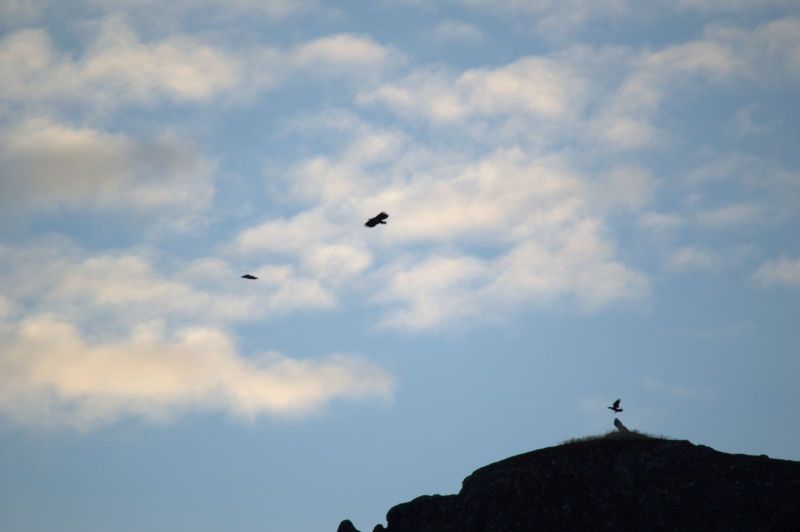 2013-10-06-0852_-_gode_1_oern