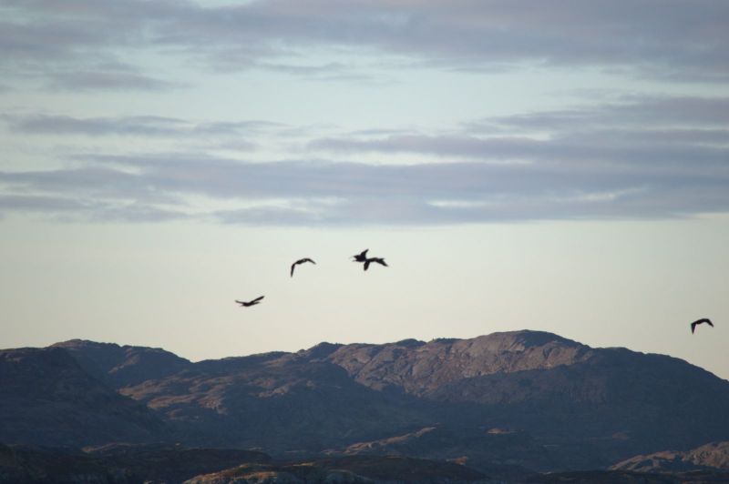 2013-10-06-0904_-_gode_1_maage