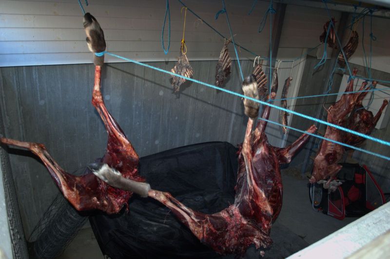 2013-10-07-1143_-_gode_1_rensdyrkoed