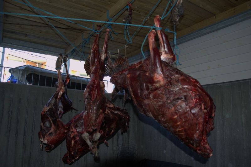 2013-10-07-1144_-_gode_1_rensdyrkoed