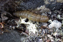 2013-10-05-1735_-_gode_1_larve