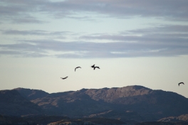 2013-10-06-0904_-_gode_1_maage