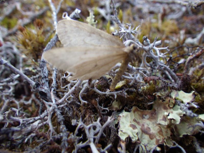2013-10-12-2011_-_gode_1_sommerfugl_vegetation