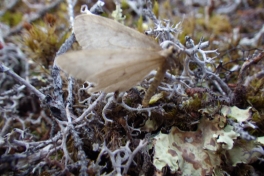 2013-10-12-2011_-_gode_1_sommerfugl_vegetation