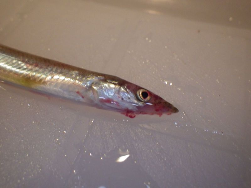 2013-10-24-1757_-_fiskeyngel