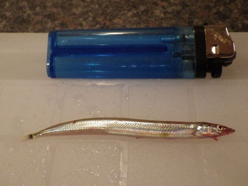 2013-10-24-1758_-_fiskeyngel