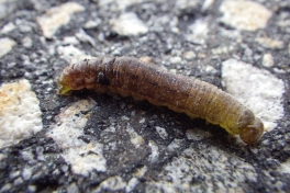 2013-10-03-1600_-_gode_1_larve