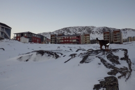 2013-12-04-1028_-_djanco_gode_1_pupik