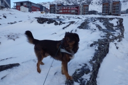 2014-01-28-1322_-_Djanco_Gode_1_Pupik