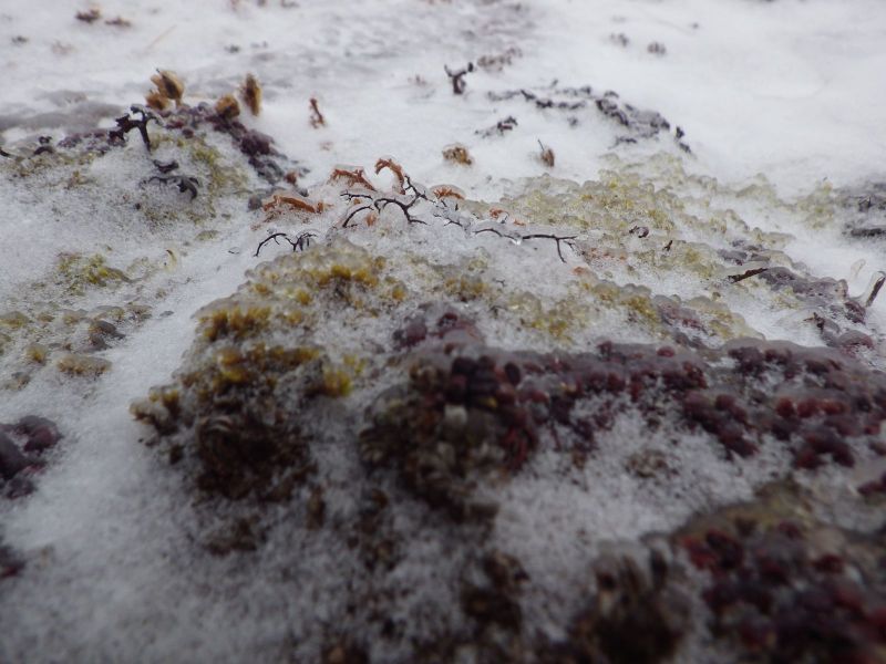 2014-02-04-1234_-_Gode_1_Vegetation