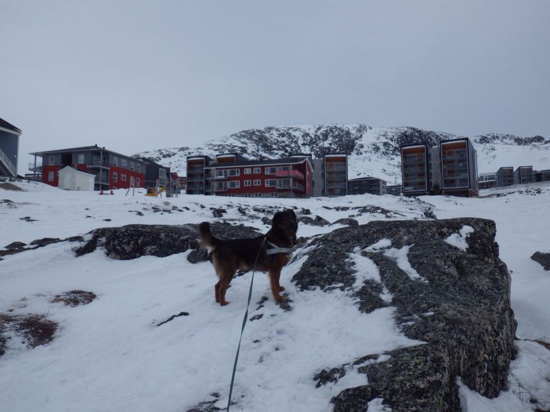 2014-02-27-0912_-_Djanco_Gode_1_Pupik