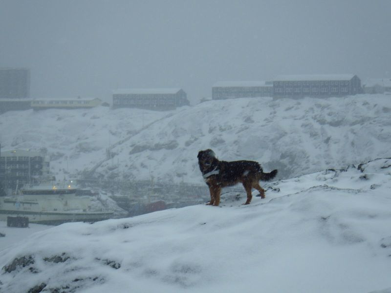 2014-02-28-1327_-_Djanco_Gode_1