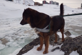 2014-02-03-1012_-_Djanco_Gode_1