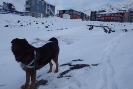 2014-02-16-0924_-_Djanco_Gode_1_Pupik