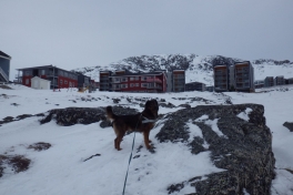 2014-02-27-0912_-_Djanco_Gode_1_Pupik