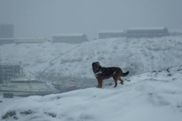 2014-02-28-1327_-_Djanco_Gode_1