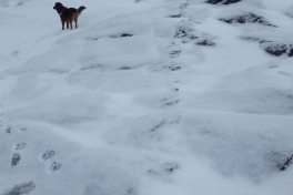 2014-03-06-1249_-_Djanco_Gode_1_Sermitsiaq