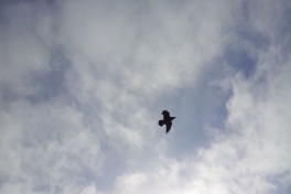 2014-03-21-1402_-_Gode_1_Ravn
