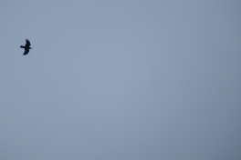 2014-04-17-1216_-_Gode_1_Ravn