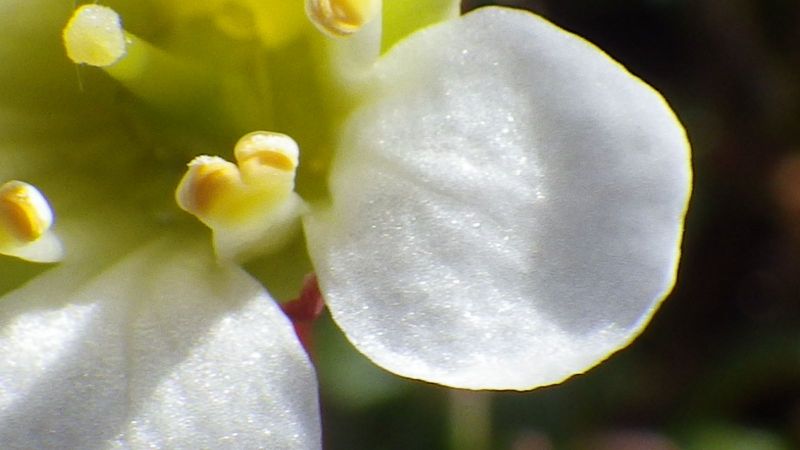 2014-06-23-1320_-_Gode_1_Vegetation_2