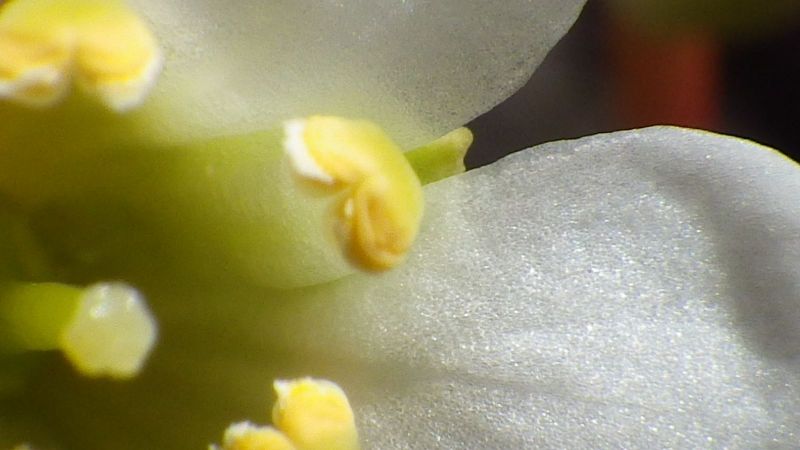 2014-06-23-1320_-_Gode_1_Vegetation_3