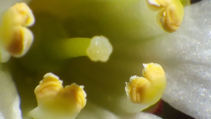 2014-06-23-1320_-_Gode_1_Vegetation_4