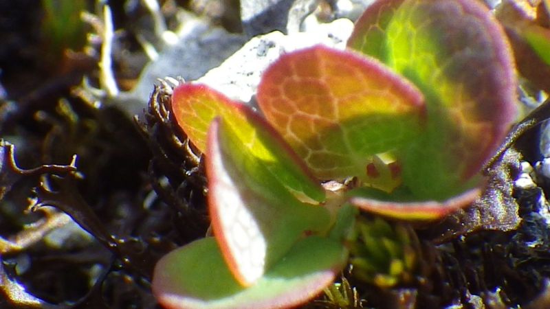 2014-06-23-1321_-_Gode_1_Vegetation