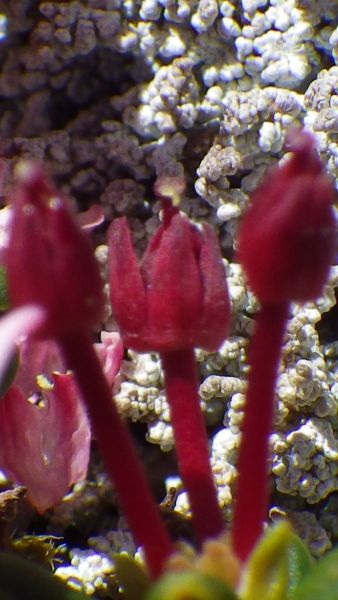2014-06-23-1324_-_Gode_1_Vegetation_3