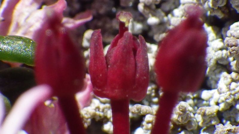 2014-06-23-1324_-_Gode_1_Vegetation_4