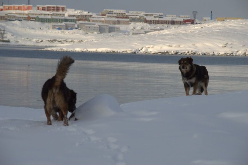 2015-02-09-1143_-_Djanco_Gode_1_Hund