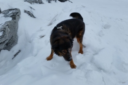 2015-03-02-1445_-_Djanco_Gode_1